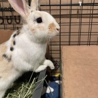 RabbitTV