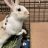 RabbitTV
